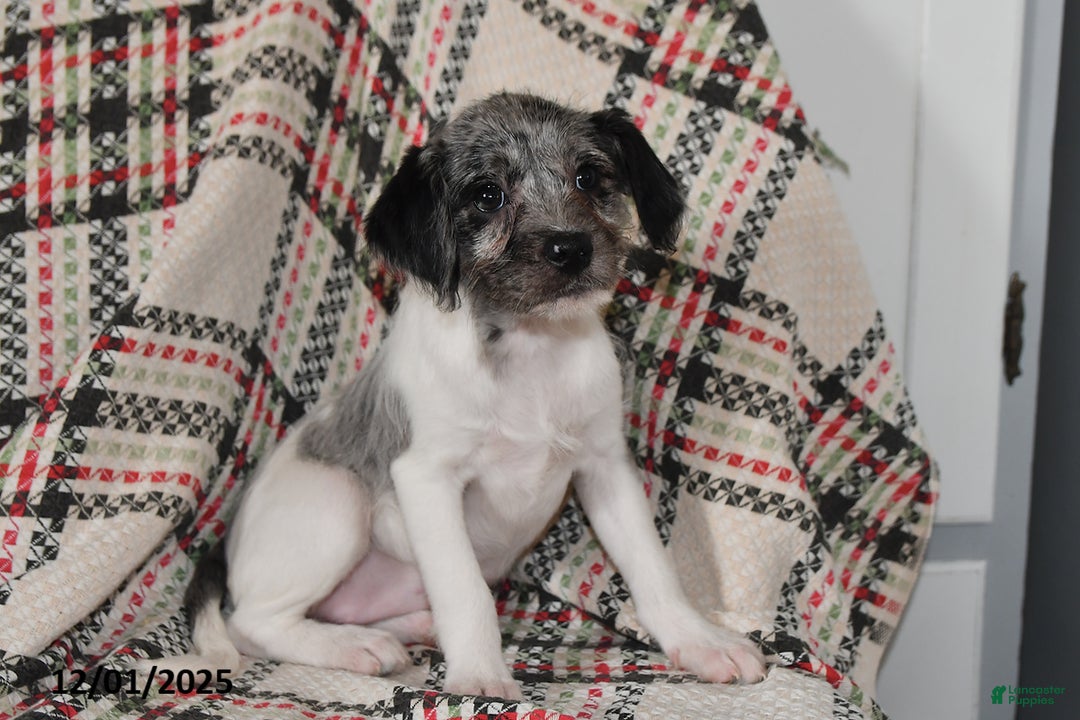 Mixed Breed dogs for sale: Buttercup - Ad 5