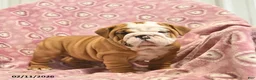 English Bulldog dogs for sale: Zara  - Ad 2