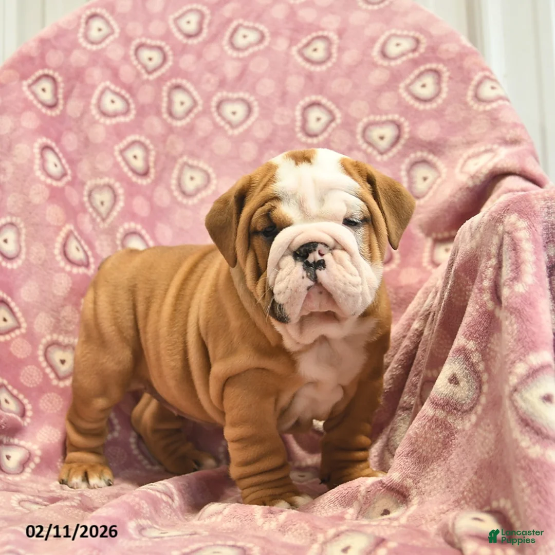 English Bulldog dogs for sale: Zara  - Ad 2