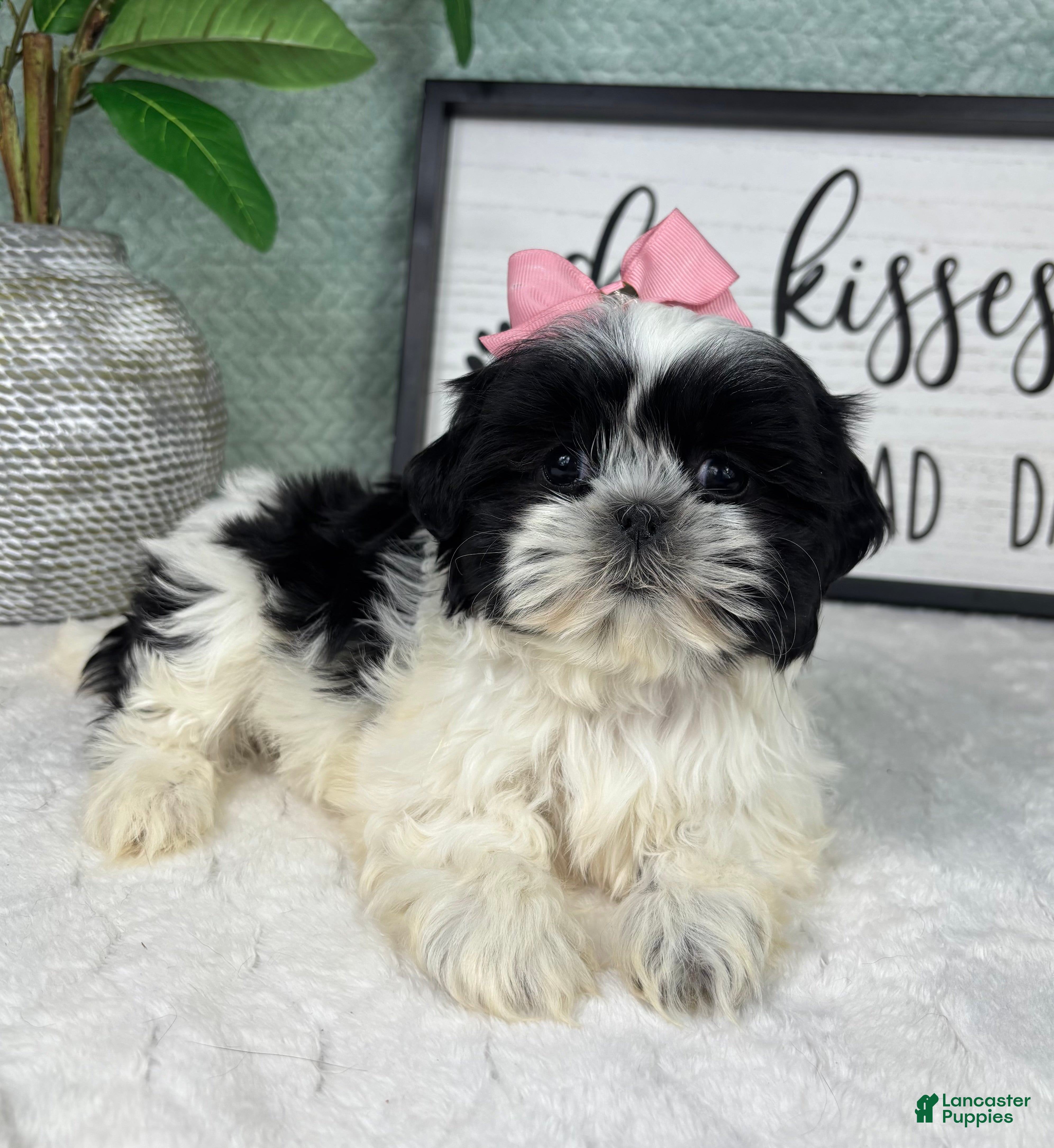 Shih Tzu dogs Sydney  - Ad 37