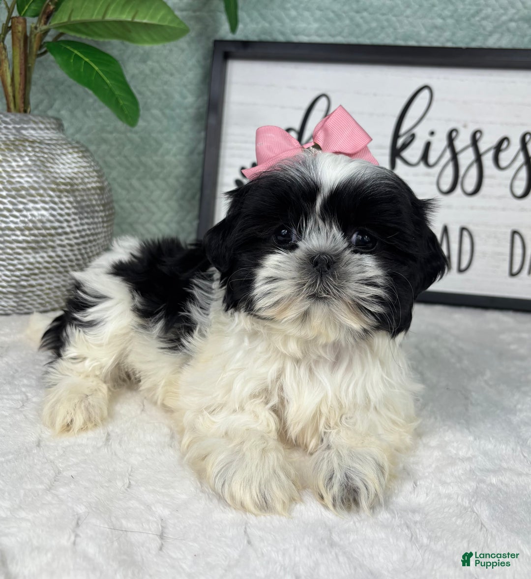 Shih Tzu dogs for sale: Sydney  - Ad 1