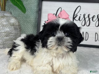 Shih Tzu dogs Sydney - Ad 3