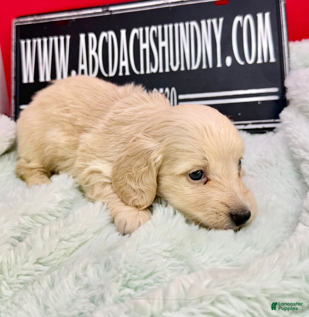 Miniature Dachshund dogs for sale: ee cream - Ad 3