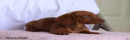 Miniature Dachshund dogs for sale: Calvin - Ad 3