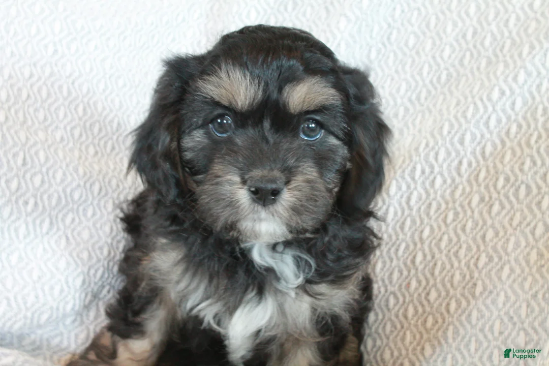 Cavapoo dogs for sale: Jack - Ad 1