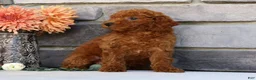 Miniature Poodle dogs for sale: Neo - Ad 8