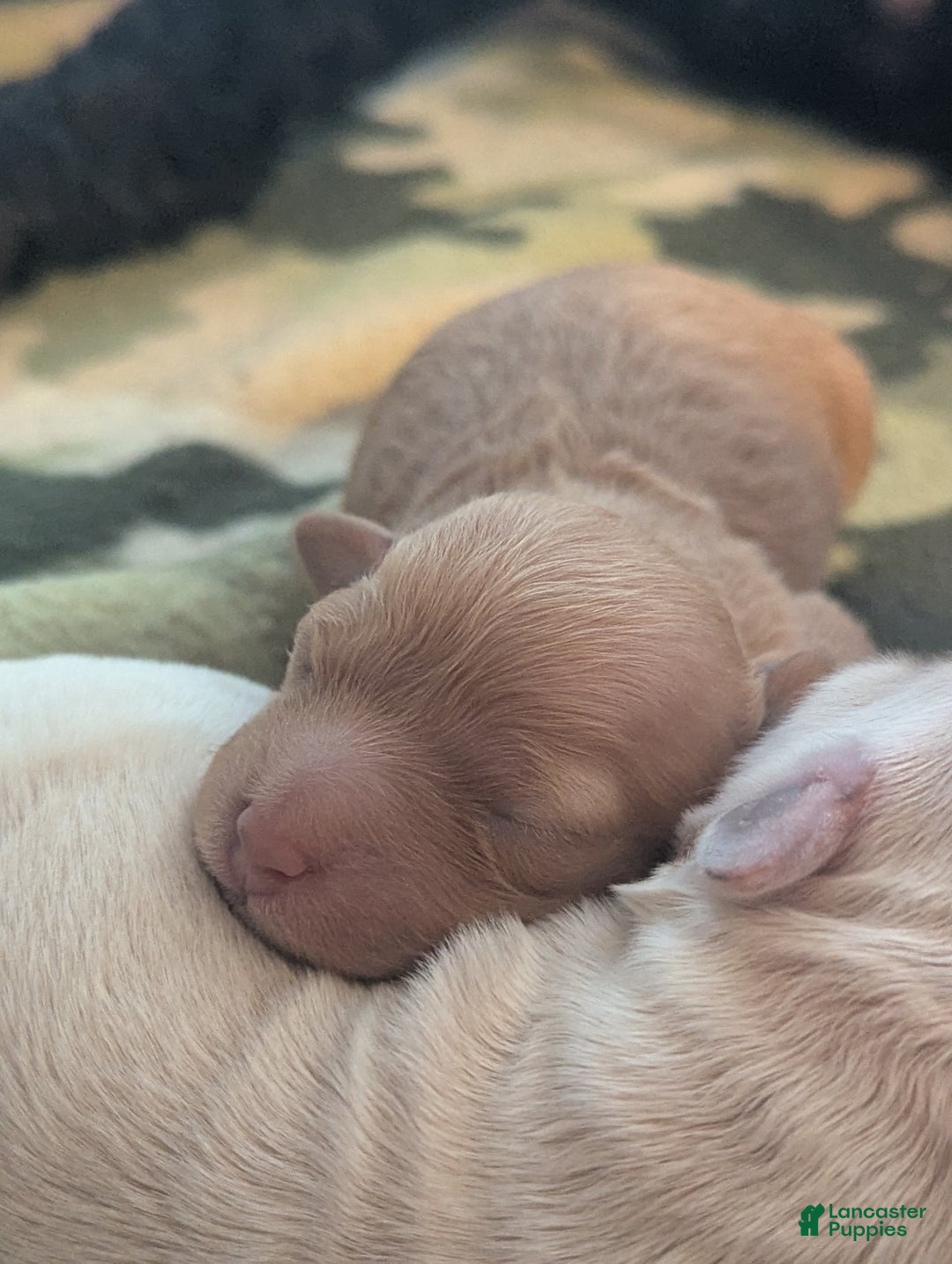 Mixed Breed dogs for sale: Luna  - Ad 17