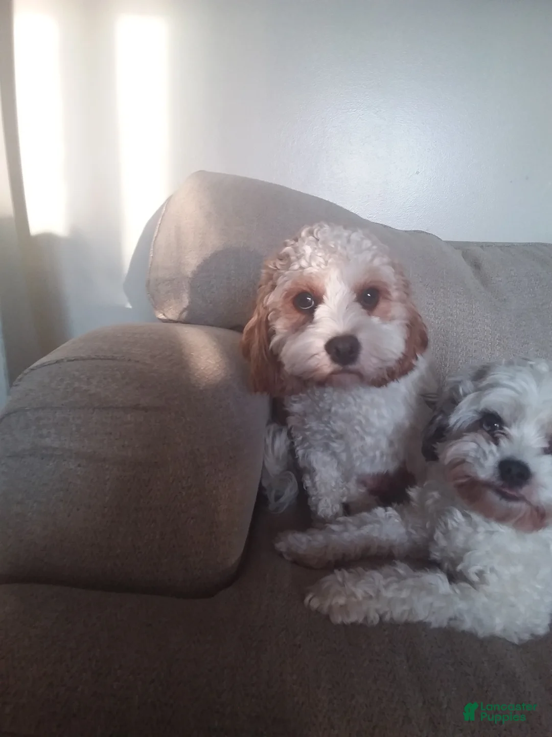 Cavapoo dogs for sale: Cavapoo Puppy 1 - Ad 1