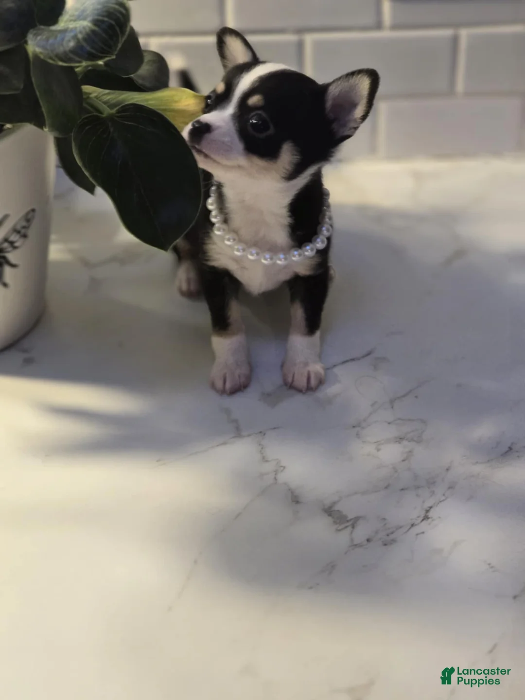 Chihuahua dogs for sale: lucy - Ad 7