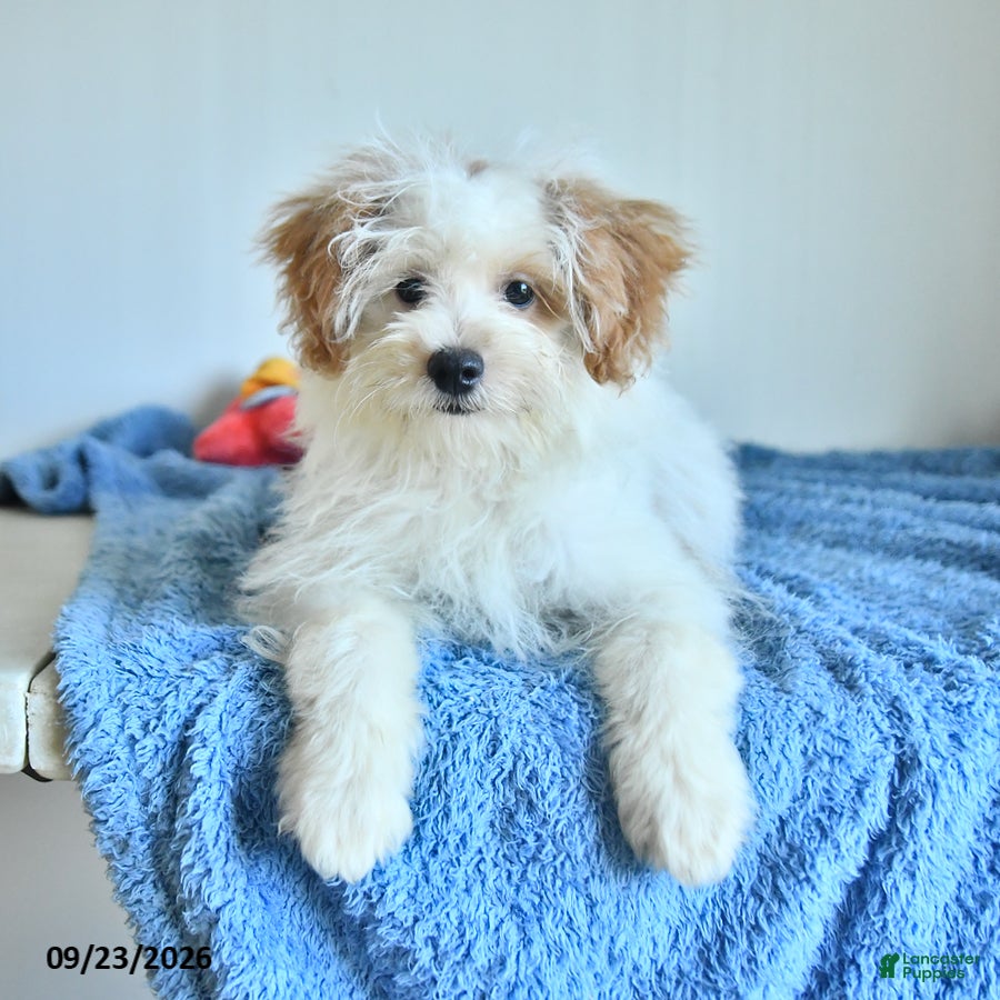 Pomapoo dogs Freddy - Ad 2