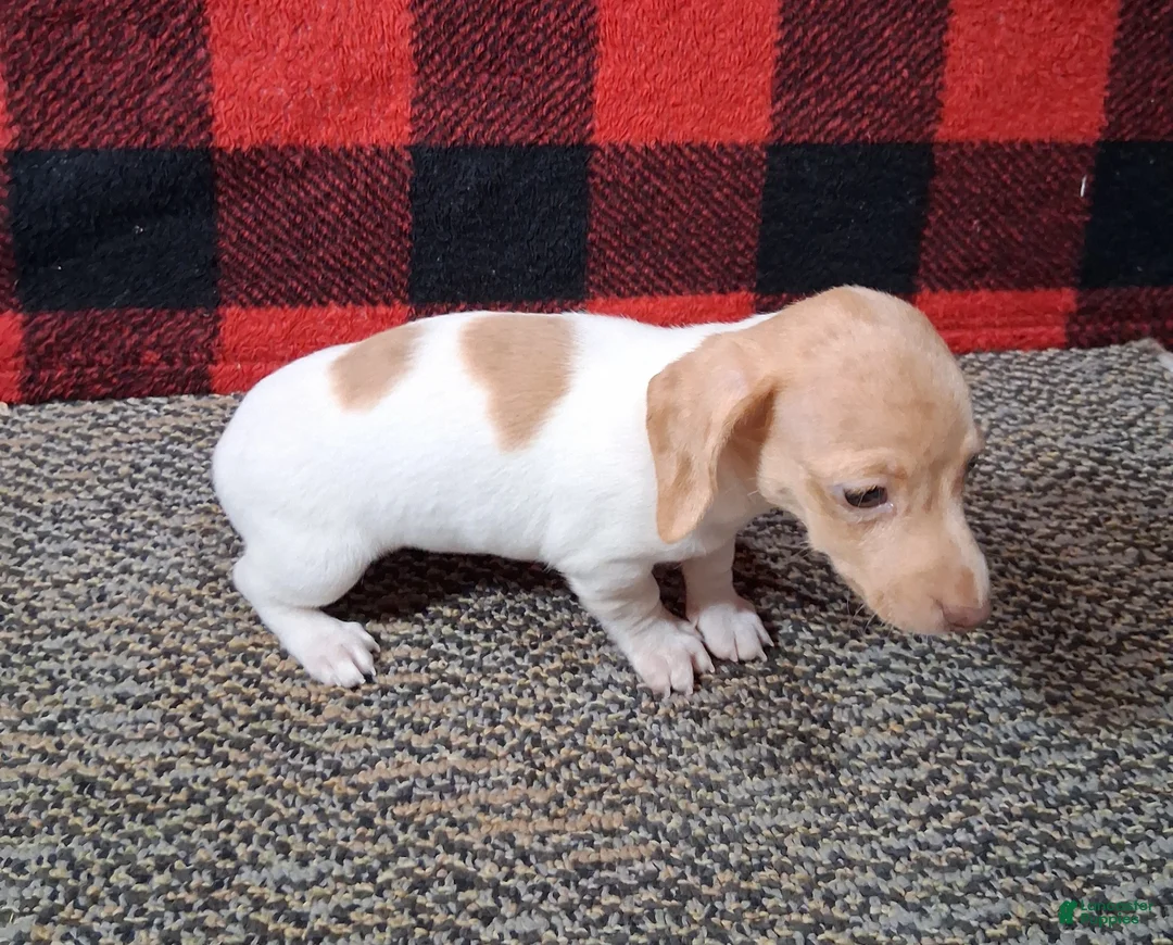 Miniature Dachshund dogs for sale: Angela - Ad 2