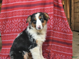 Australian Shepherd dogs Polly - Ad 41