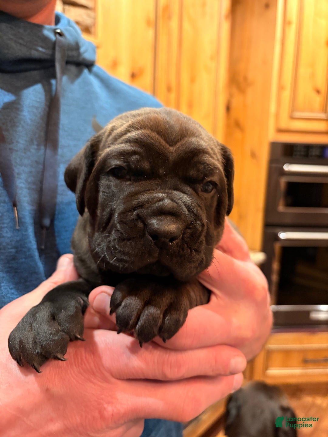 Cane Corso dogs for sale: Green boy - Ad 2