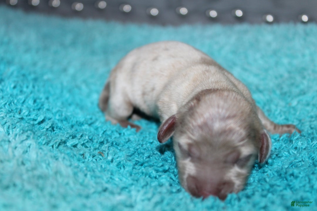 Miniature Dachshund dogs for sale: Minnie Mini - Ad 2