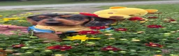 Miniature Dachshund dogs for sale: Miniature Dachshund 1 - Ad 4