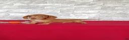 Miniature Dachshund dogs for sale: Stanton - Ad 1