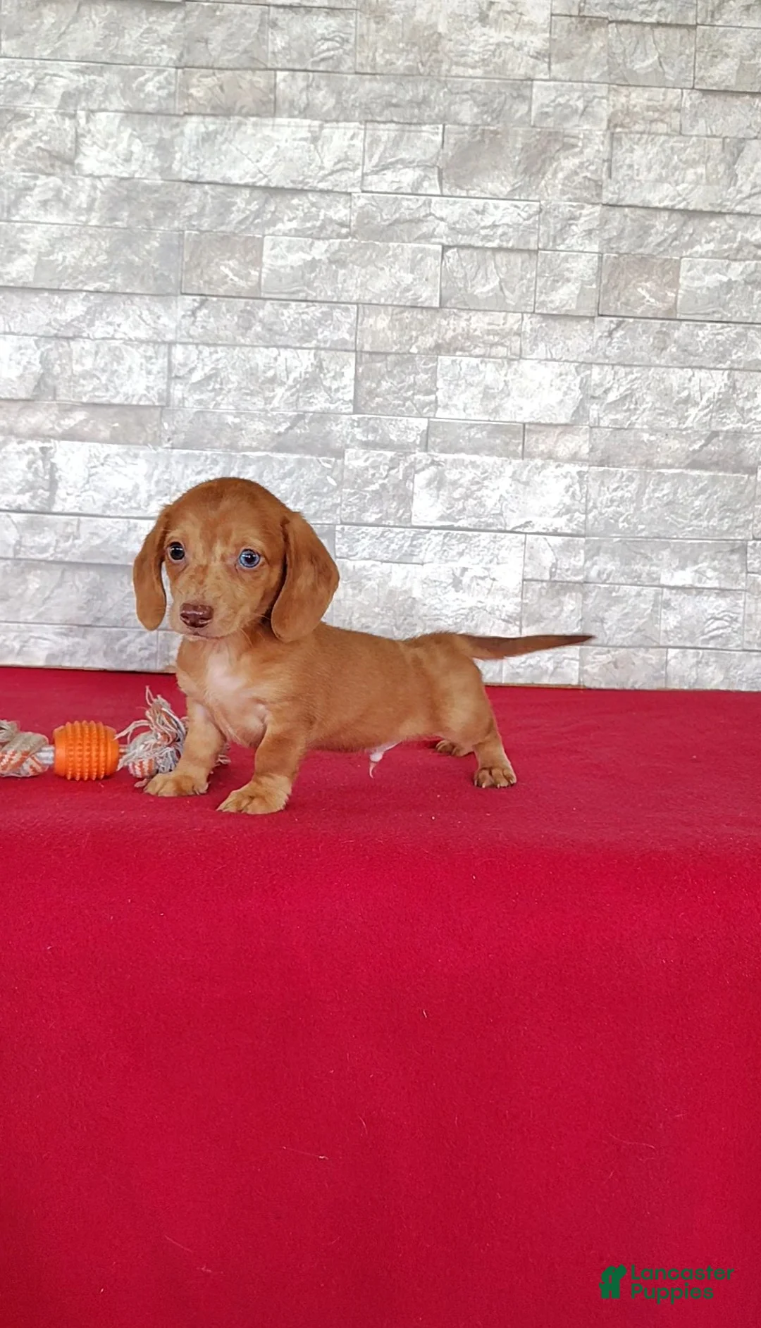 Miniature Dachshund dogs for sale: Stanton - Ad 1