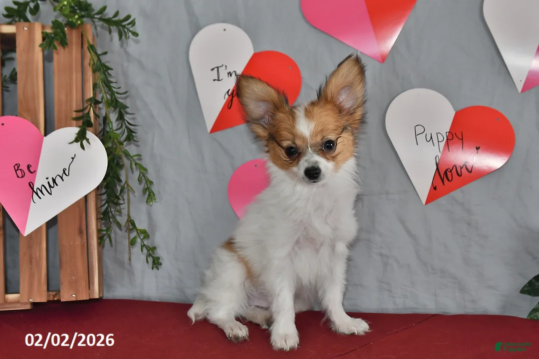 Papillon dogs for sale: Nipper - Ad 10