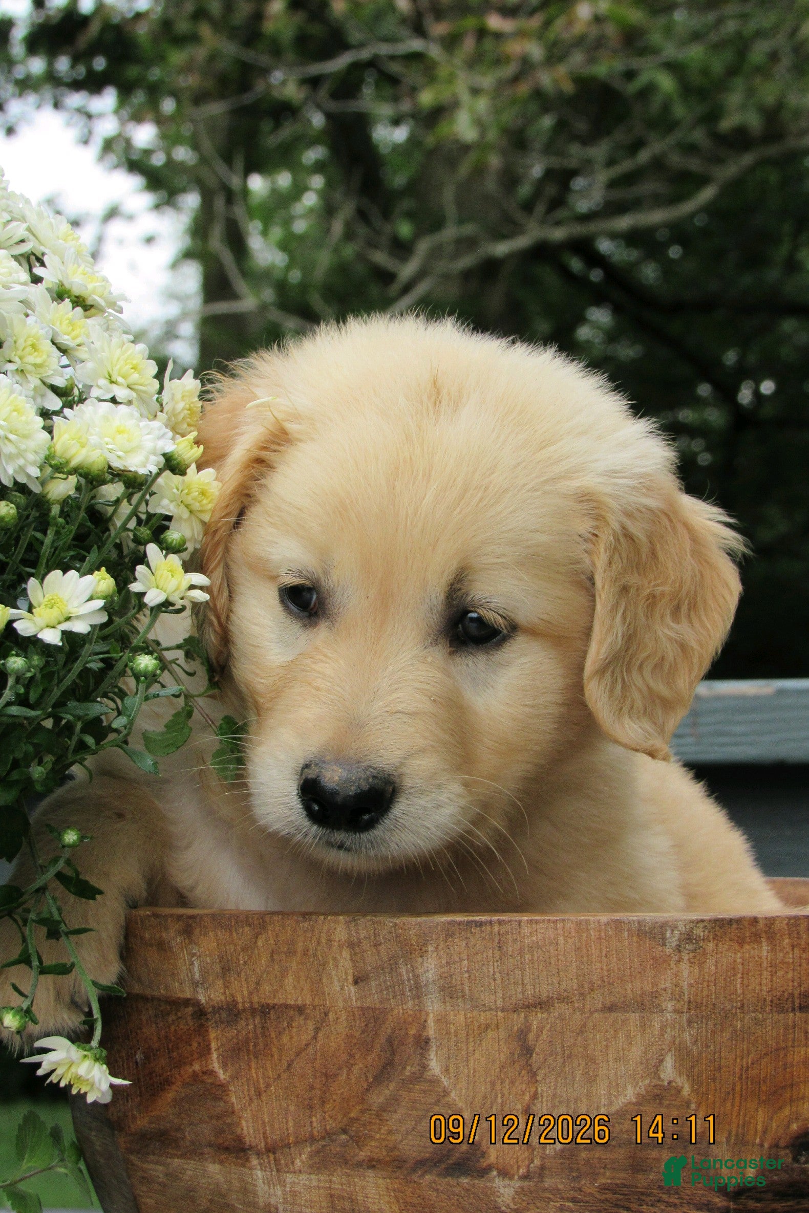 Golden Retriever dogs Golden Retriever 3 Dessa  - Ad 2
