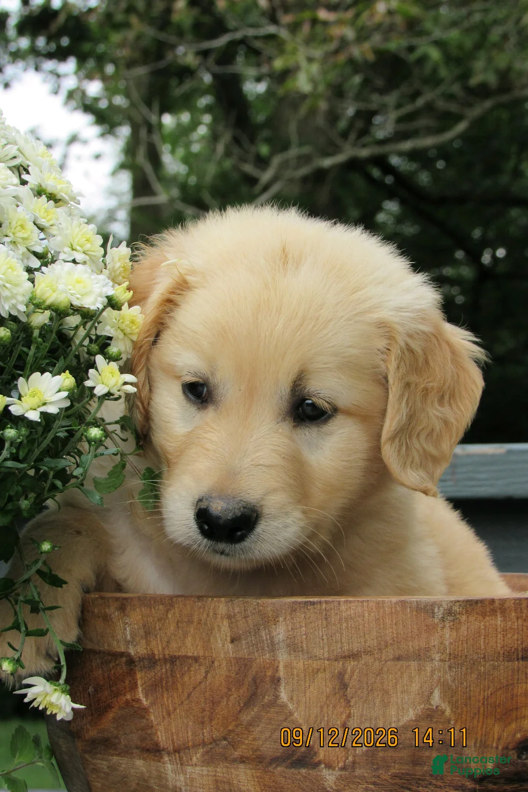 Golden Retriever dogs for sale: Golden Retriever 3 Dessa  - Ad 1