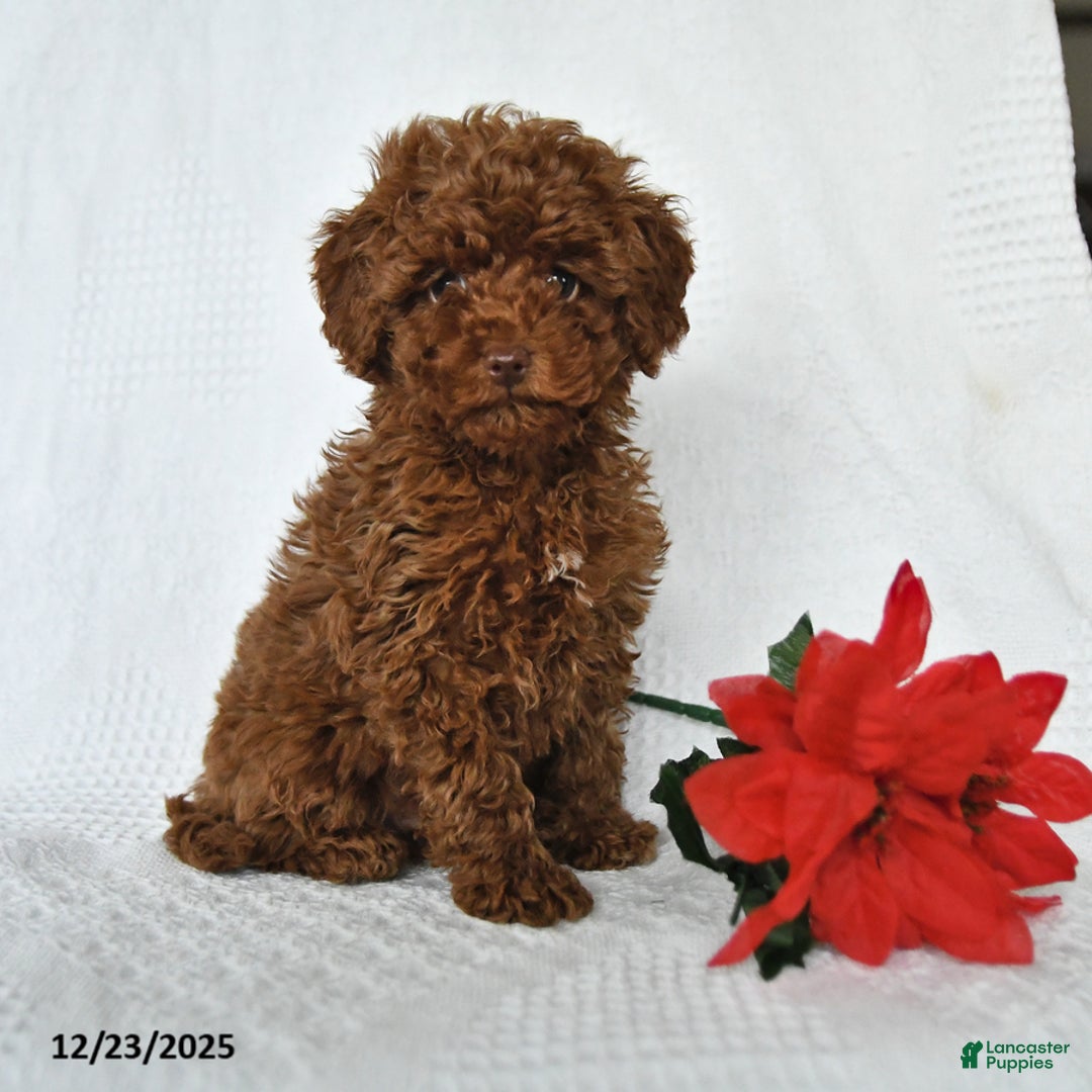 Toy Poodle dogs for sale: Ezra - Ad 6