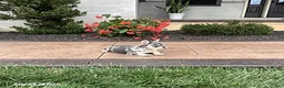 French Bulldog dogs for sale: Quincy - Ad 2