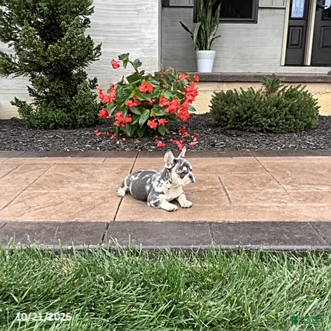 French Bulldog dogs for sale: Quincy - Ad 2