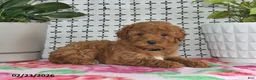 Goldendoodle dogs for sale: Rosco - Ad 4
