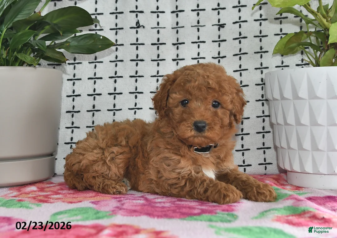 Goldendoodle dogs for sale: Rosco - Ad 4
