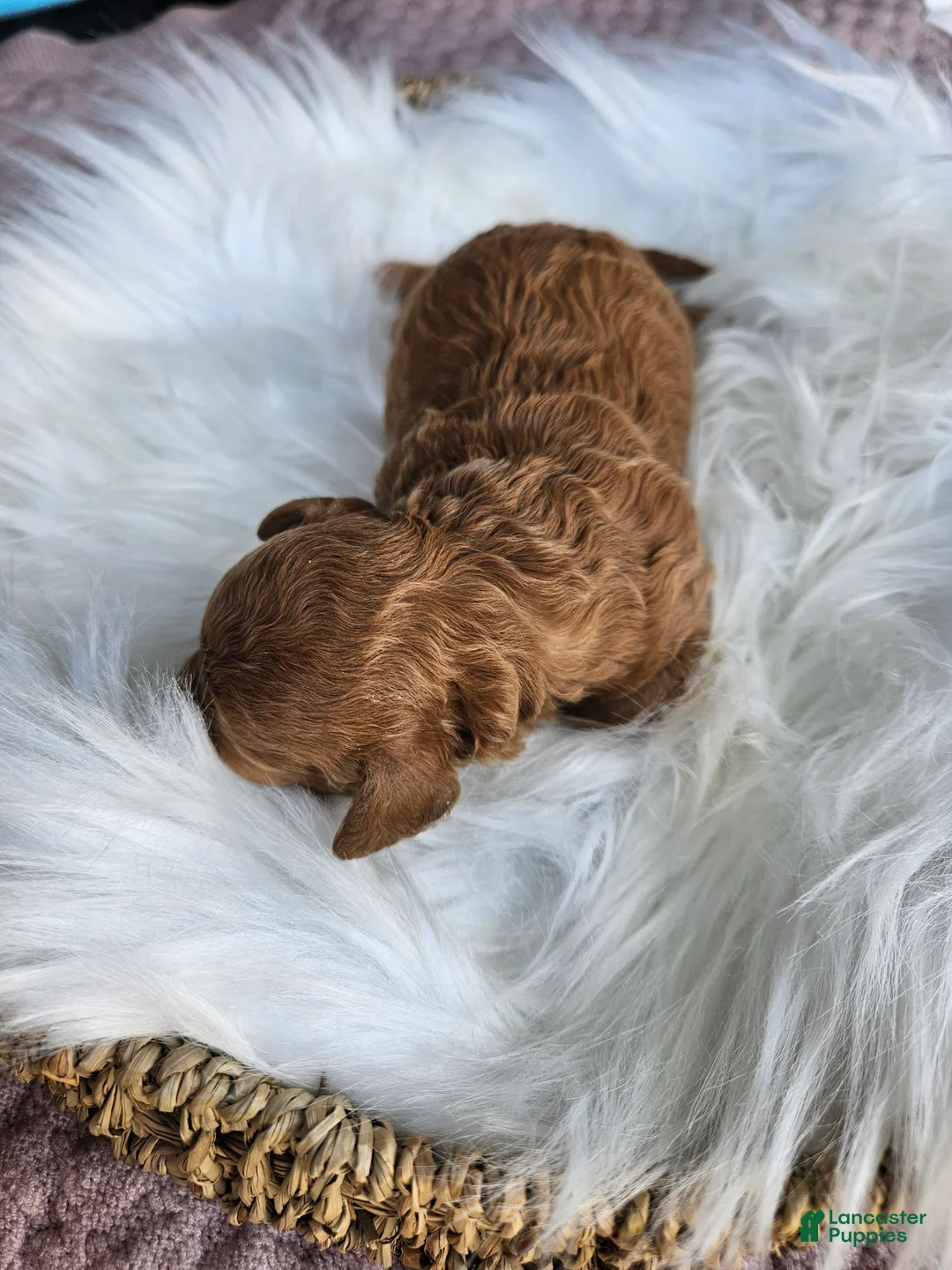 Cavapoo dogs for sale: Waffle - Ad 5