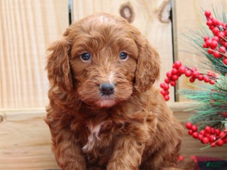 Irish Doodle dogs Jasper - Mini - Ad 7