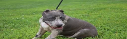 American Bully dogs for sale: Iris - Ad 12