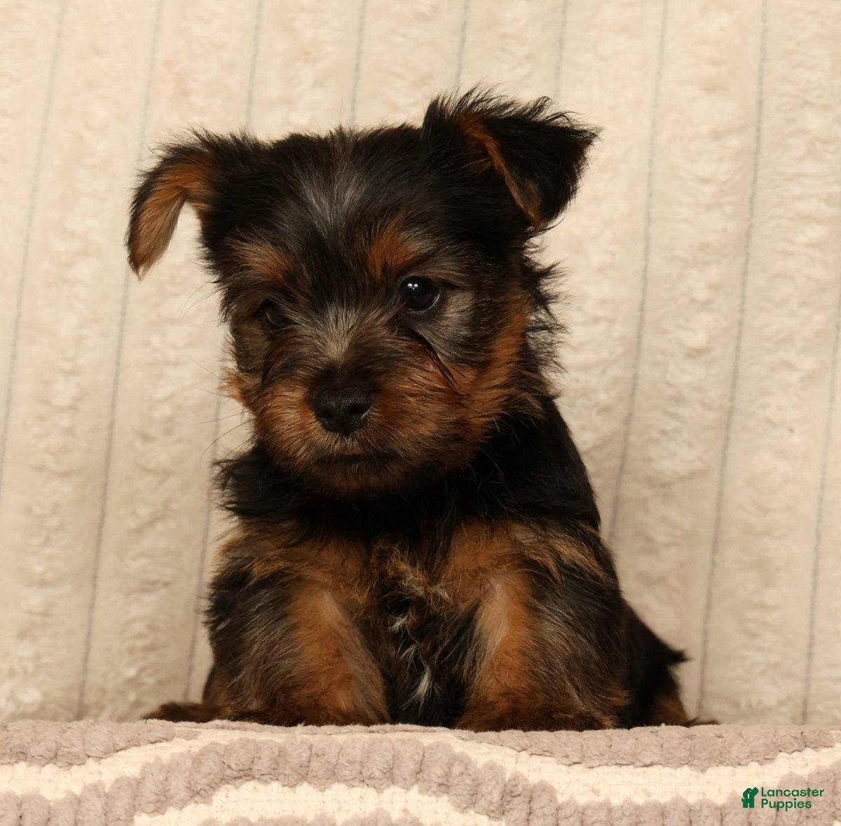 Yorkshire Terrier dogs Lonnie - Ad 2