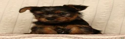 Yorkshire Terrier dogs for sale: Lonnie - Ad 2