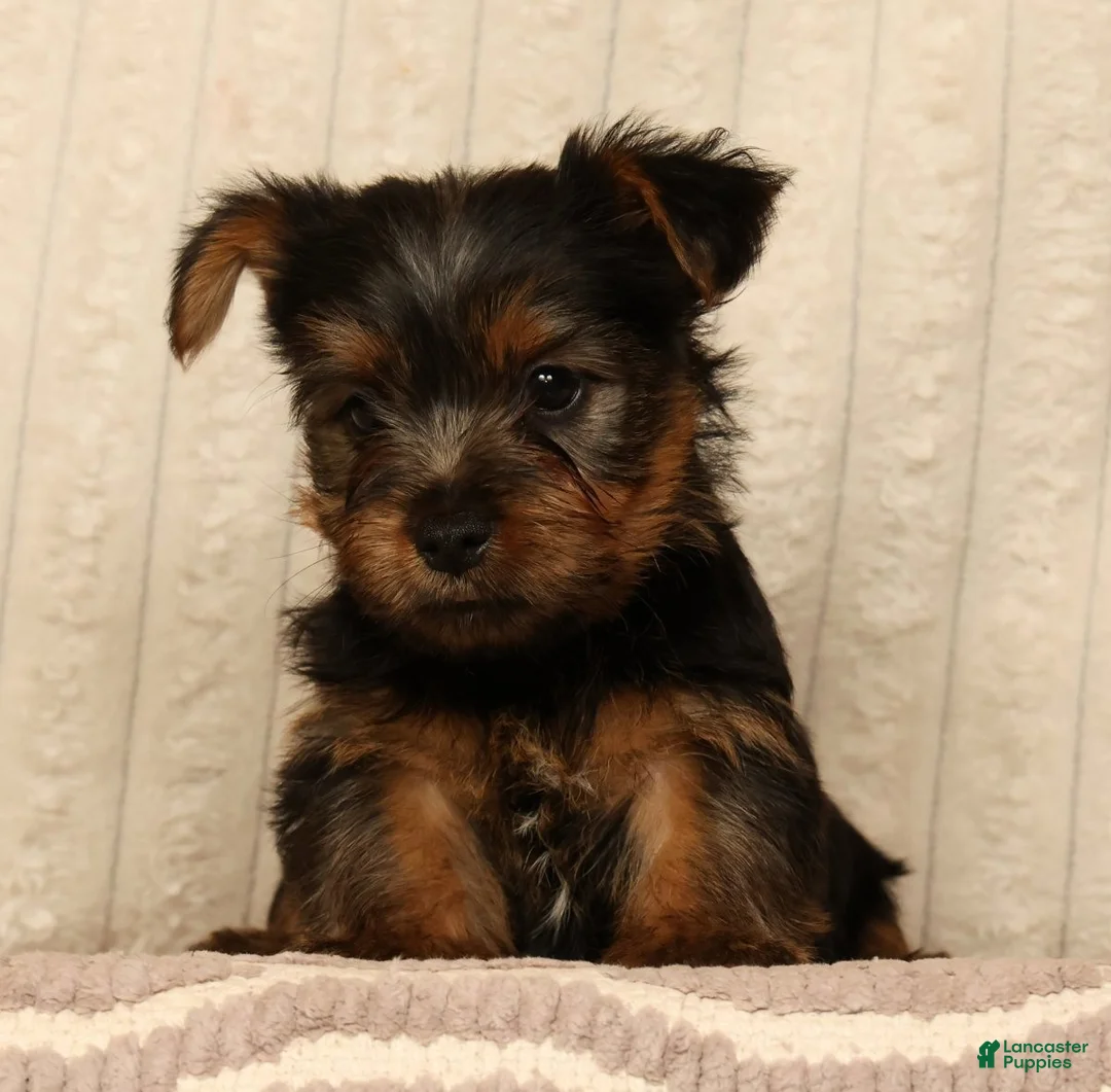 Yorkshire Terrier dogs for sale: Lonnie - Ad 2