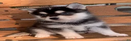 Alaskan Klee Kai dogs for sale: Shadow - Toy Size Mini Husky Boy - Ad 7