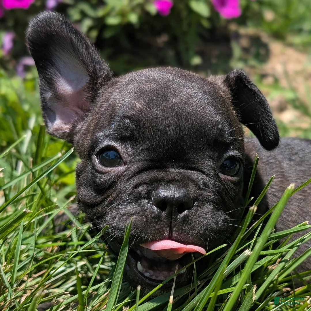French Bulldog dogs for sale: French Toast - Ad 1