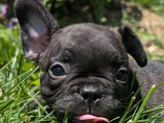 French Bulldog dogs French Toast - Ad 1