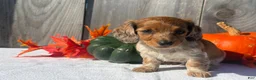Miniature Dachshund dogs for sale: Gloria - Ad 3
