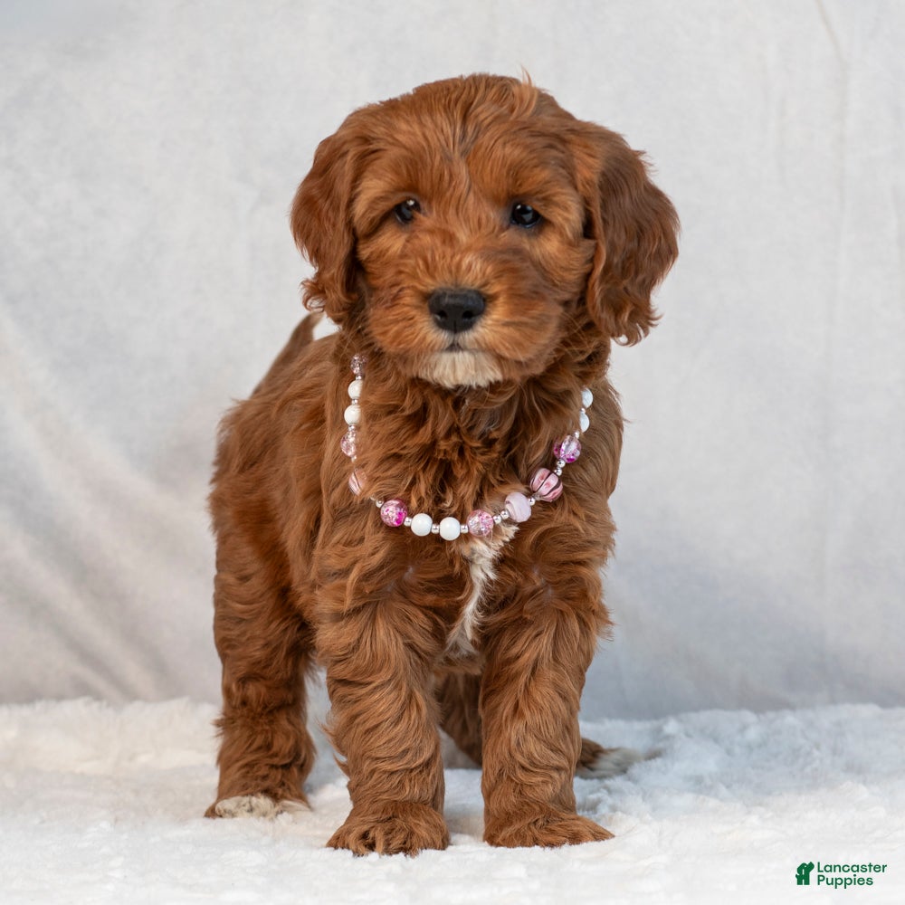 Mini Goldendoodle dogs Brooklyn - Ad 2