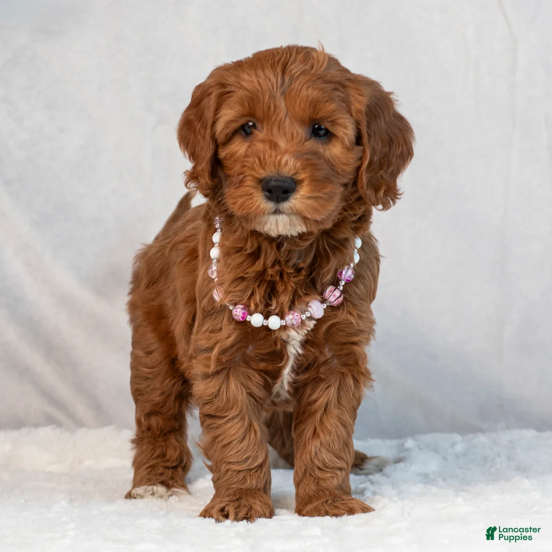 Mini Goldendoodle dogs for sale: Brooklyn - Ad 2