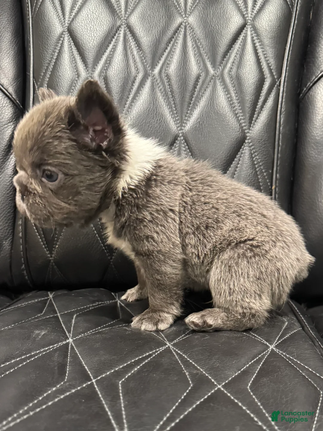 French Bulldog dogs for sale: FLUFFY BIG ROPE TOP GUN - Ad 3