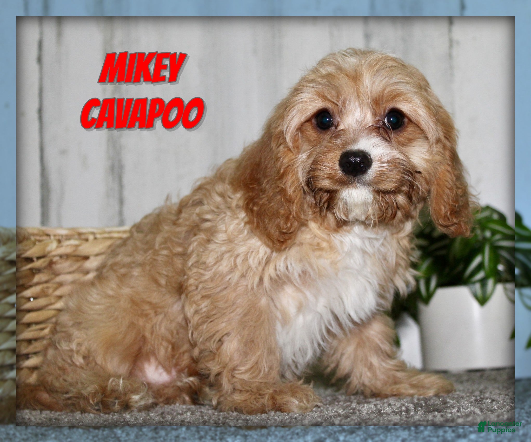 Cavapoo dogs Mikey - Ad 1