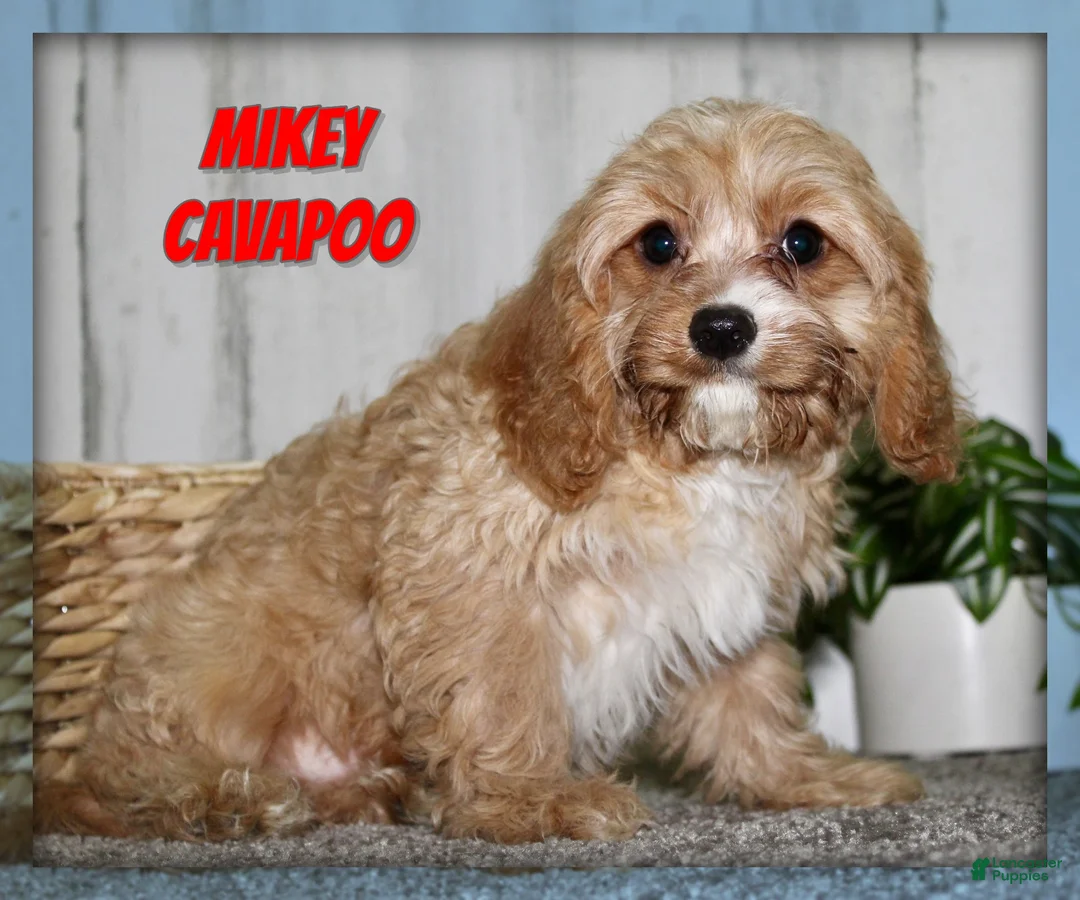 Cavapoo dogs for sale: Mikey - Ad 1