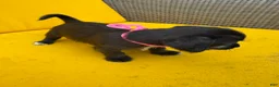 Mixed Breed dogs for sale: Mixed Breed 2 - Ad 3
