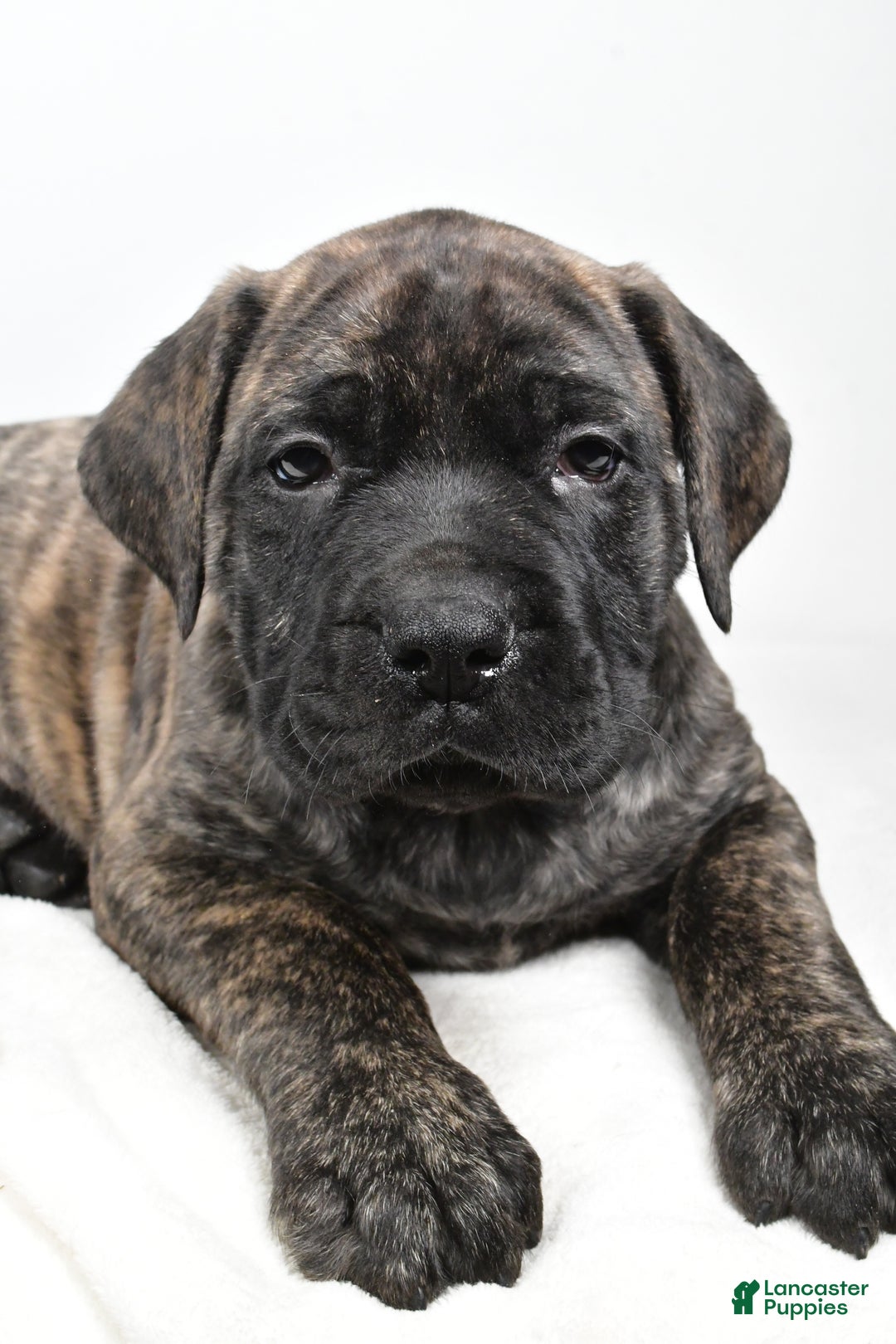 English Mastiff dogs for sale: Skip - Ad 5