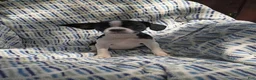 Boston Terrier dogs for sale: Boston Terrier 8 - Ad 5