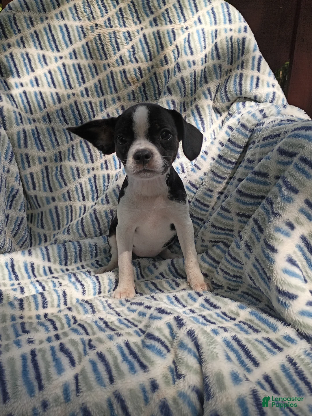 Boston Terrier dogs for sale: Boston Terrier 8 - Ad 5