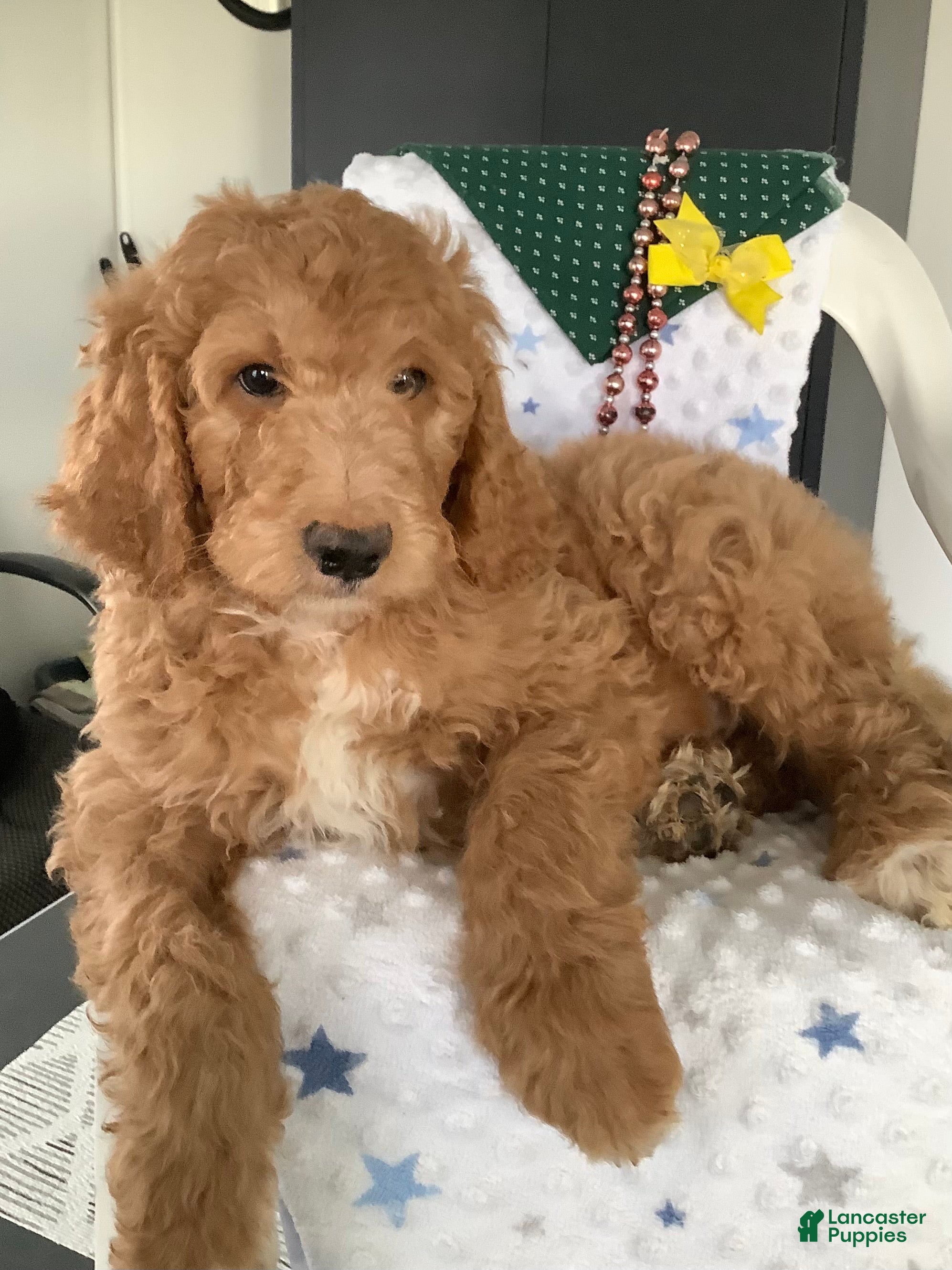 Goldendoodle dogs Freddie Goldendoodle Puppy 2 - Ad 1