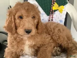 Goldendoodle dogs for sale: Freddie Goldendoodle Puppy 2 - Ad 2